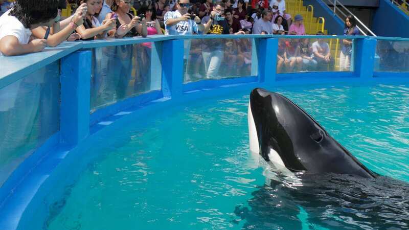 Miserable 50 years Lolita the whale spent performing at Miami Seaquarium