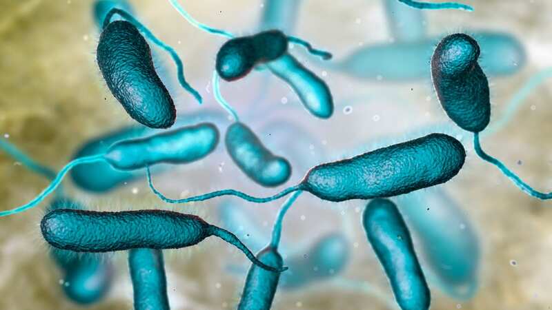 Five people have died in Florida from the flesh-eating bacteria linked to three deaths in Connecticut and New York (Image: Getty Images/iStockphoto)