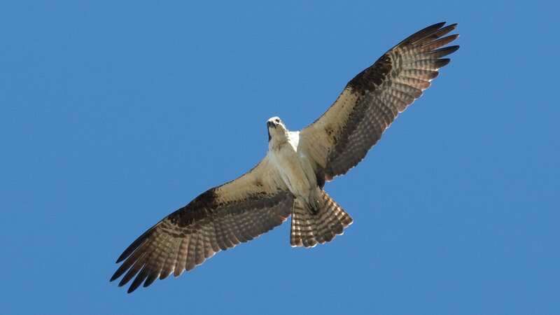 Police believe an osprey dropped its prey onto the transformer, cutting the power (Image: Getty Images/iStockphoto)