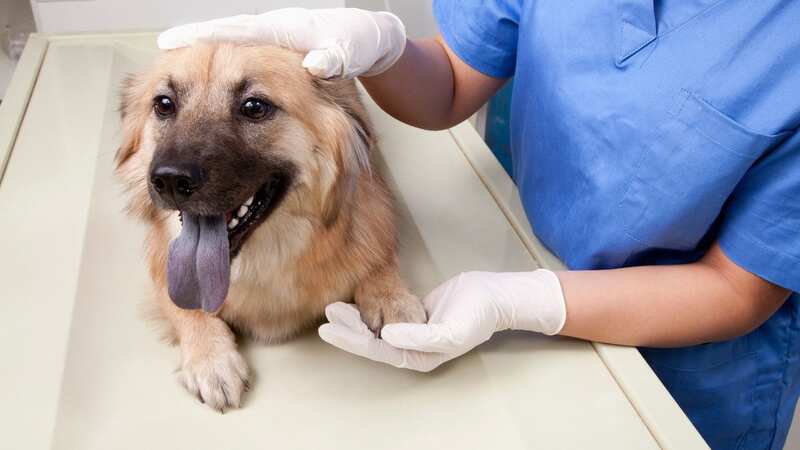 There are several reasons why you may notice your dog panting (stock photo) (Image: Getty Images/Xixinxing)