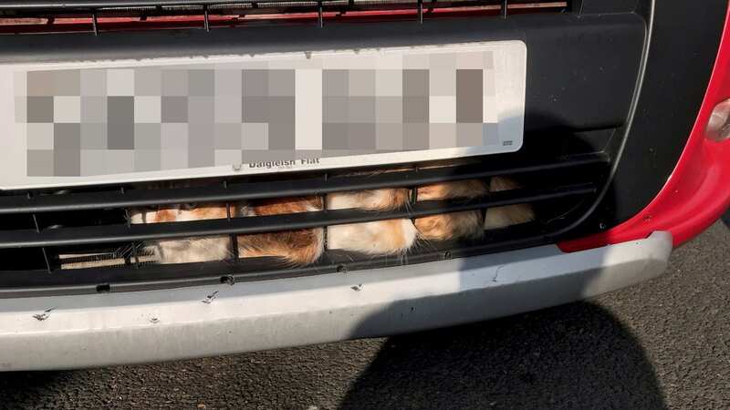 Charlie trapped in car (Image: Kelly Stavers / SWNS)