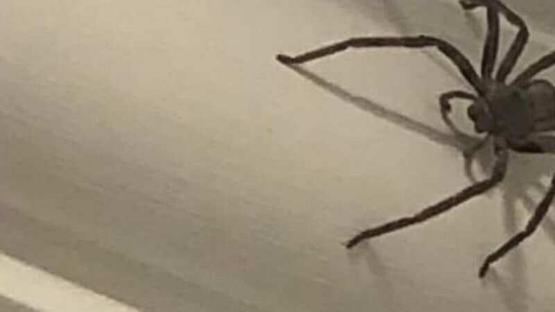 The horrifying spider was found in a home (Image: Facebook)