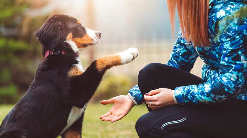There could be a number of reasons your dog gives you their paw (Stock Photo) (Image: Getty Images)