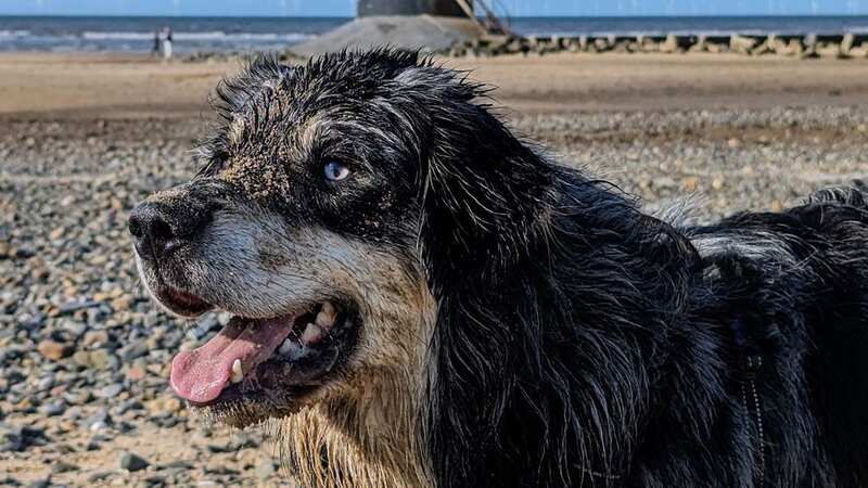 Ziggy was left struggling to breathe after he touched a lion’s mane jellyfish