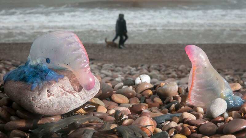 People walk besides Jellyfish that have been washed up on in Devon after its hurricane in 2017 (Image: Getty Images)