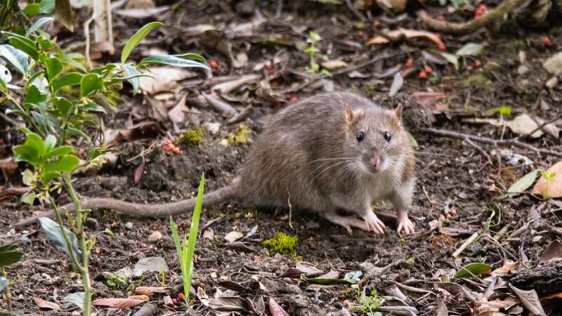 The woman is horrified at the rats in the garden (stock photo) (Image: Getty Images/iStockphoto)