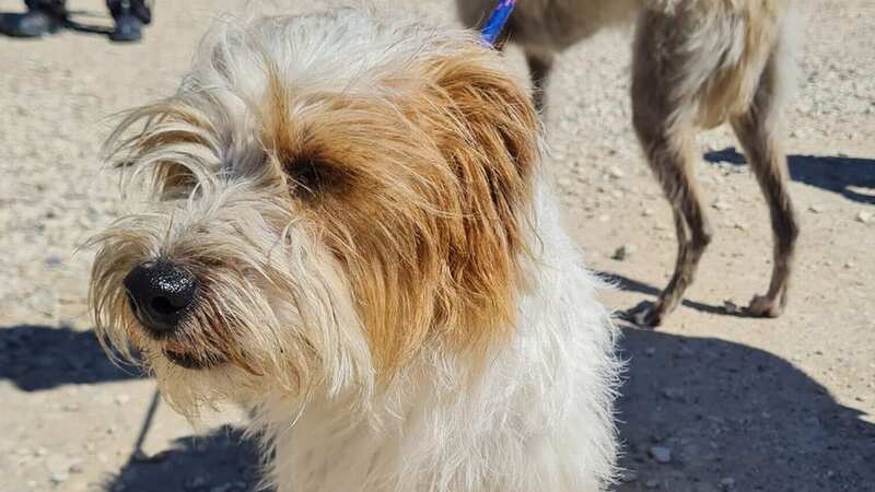 Rebel the terrier had a miracle escape but the Coast guard has issued a stern warning to owners heading to the coast this summer (Image: Wyke Coastguard/BNPS)