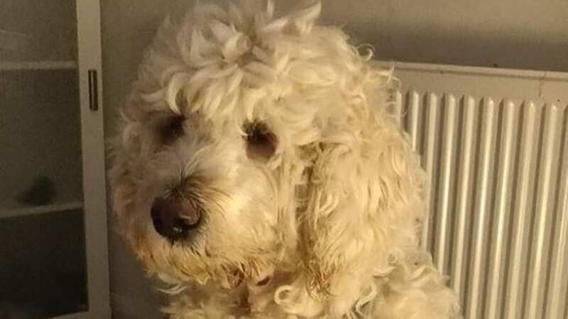 Stolen labradoodle taken to grooming salon hours after owner was murdered