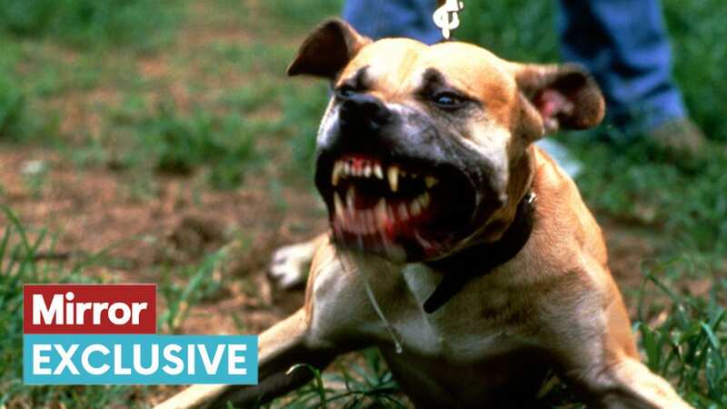 Nearly 3,500 hounds were seized across 33 police force areas last year alone (Image: Getty Images)