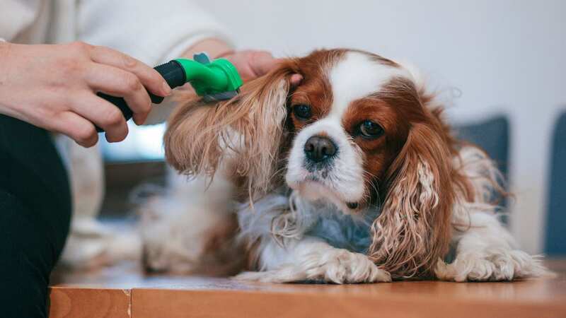 Dog groomer leaves customers in hysterics over salon sign explaining prices