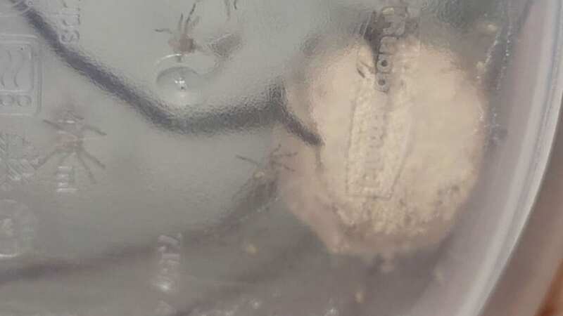 Woman films moment giant spider sac hatches right in front of her face