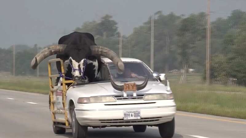 Cops pull over man with a Watusi bull riding in the passenger’s seat