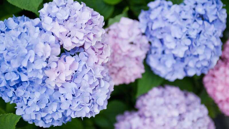 Hydrangea can change colour based on what soil they