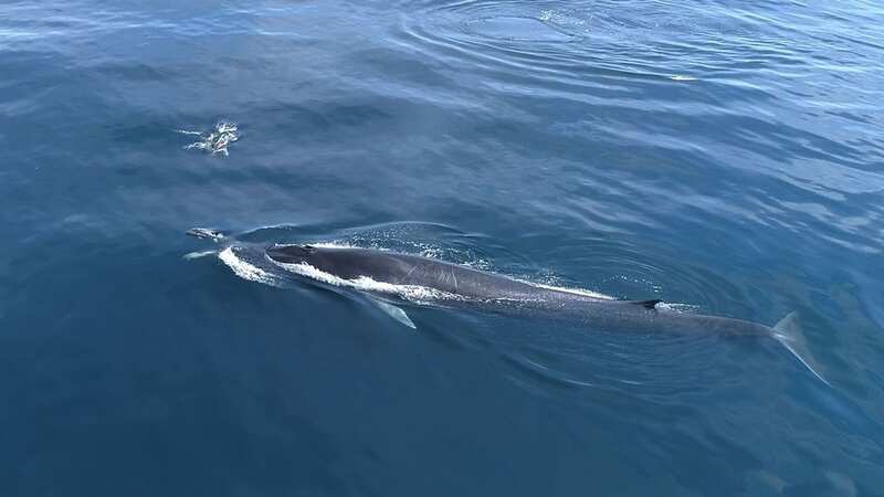 Ultra-rare shark and whale 