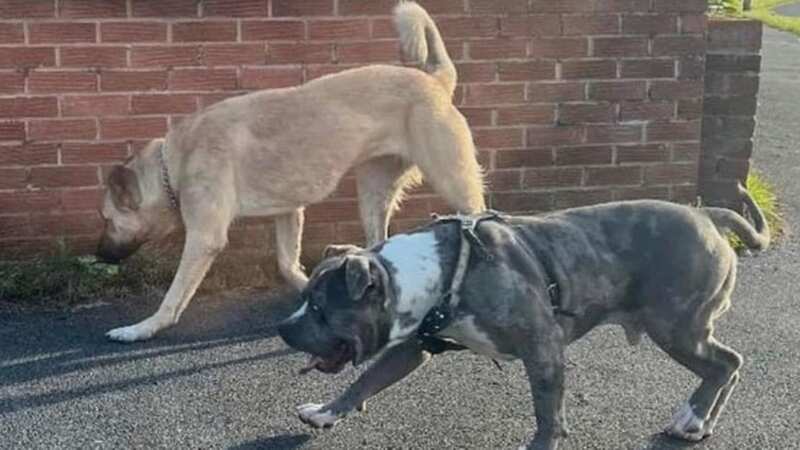 Two dogs were pictured roaming the street