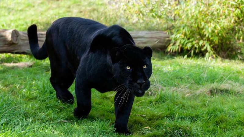 Are big cats stalking the UK countryside? (Image: Getty Images/iStockphoto)