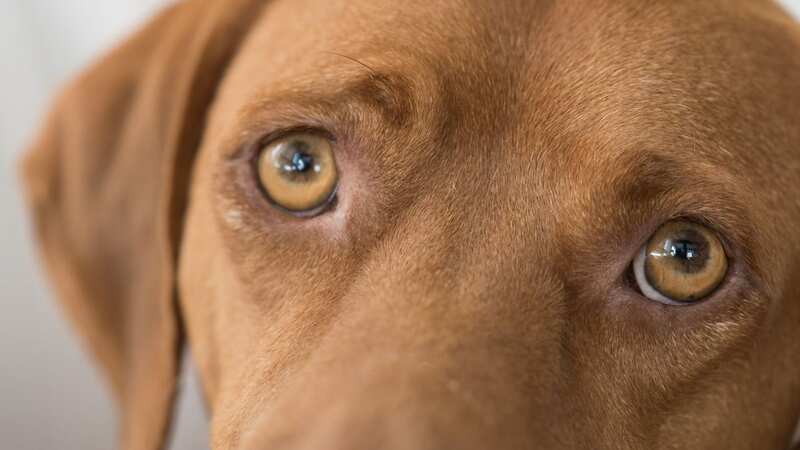 A classic canine expression of fear is the whale eye (Image: Getty Images/iStockphoto)