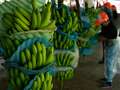 Ecuador's banana boom turns sour as cocaine traffickers threaten peace dqxikeidqkikdinv