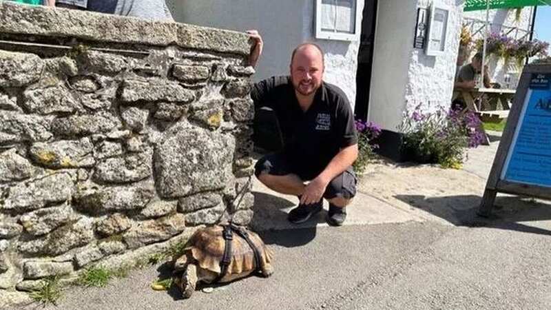 This tortoise quickly became popular while on holiday in Cornwall (Image: Somerset Live/BPM Media)