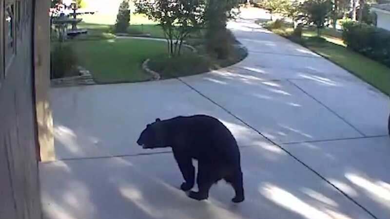 Wild moment three-legged bear raids patio fridge in home break in
