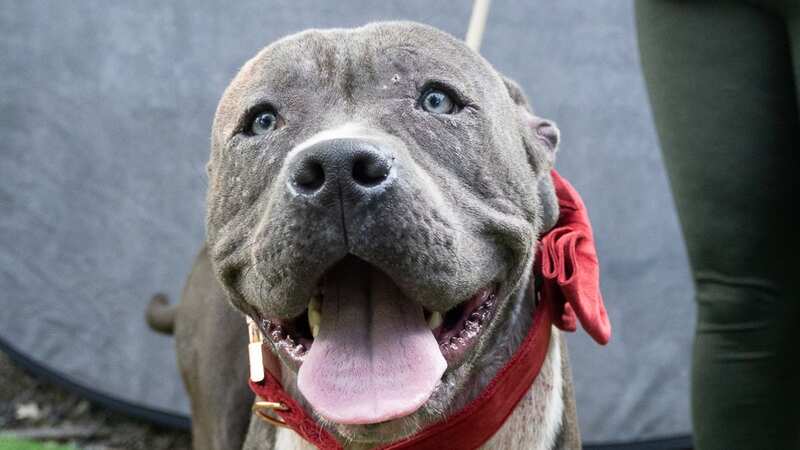 His owner only wanted the best for him (Image: LifeLine Animal Project/Facebook)