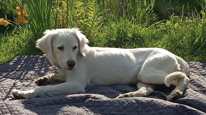Misty, at home enjoying the sunshine