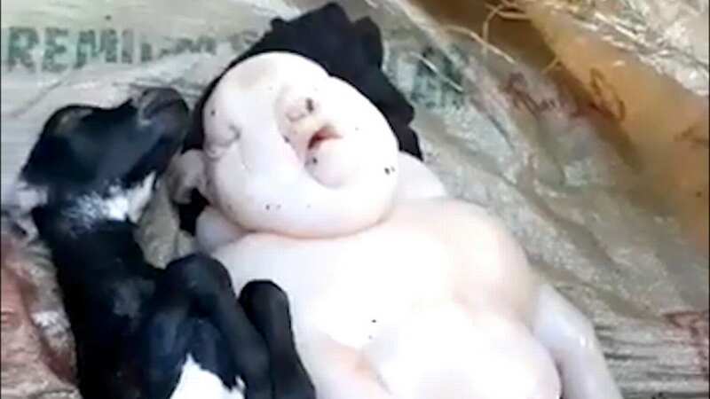 Farmer’s goat gives birth to ‘half-pig half-human’ creature sparking curse fears