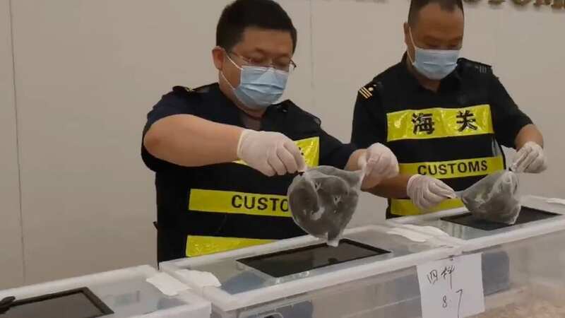 16 lizards were seized after a woman tried to traffic them into Hong Kong from China in her bra (Image: AsiaWire)