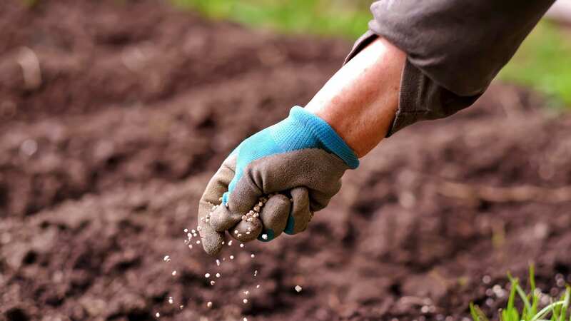 This zesty trick might damage your plants (Image: Getty Images/iStockphoto)
