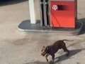 Moment 'XL Bully' dog launches attack as girl, 11, and others injured
