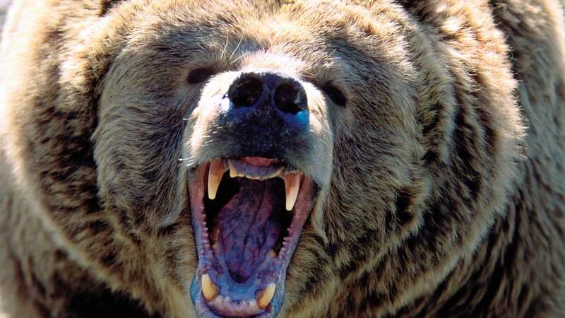 A hunter - who has not yet been identified by authorities - had been tracking the deer Frday when he was attacked by the grizzly bear (Image: Getty Images)