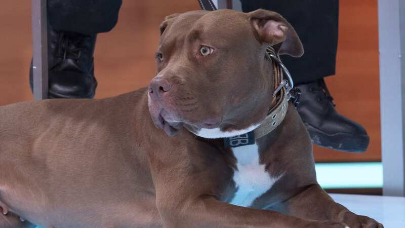 Certain dog breeds are banned in the UK (Image: Getty Images/iStockphoto)