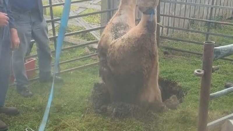 Incredible moment cow is pulled from a narrow sinkhole feet first