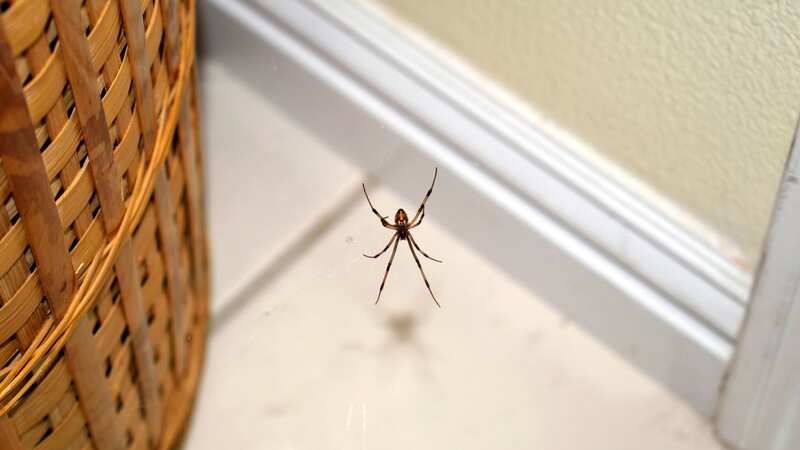 Spiders are invading UK homes (stock image) (Image: Getty Images/iStockphoto)