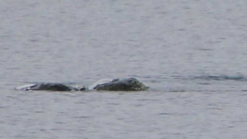 At the end of August, sleuths gathered for the biggest Nessie hunt in more than 50 years (Image: Credit: Visit Inverness Loch Ness via Pen News)
