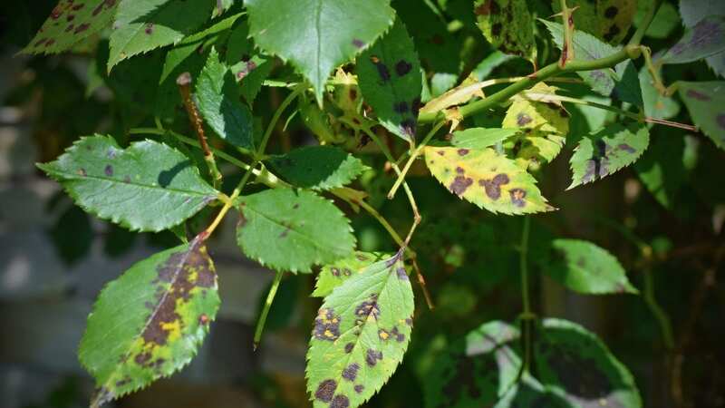Black spot isn