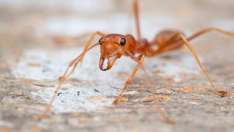 London could be the first place in the UK to see a red fire ant nest (Image: Getty Images/500px)
