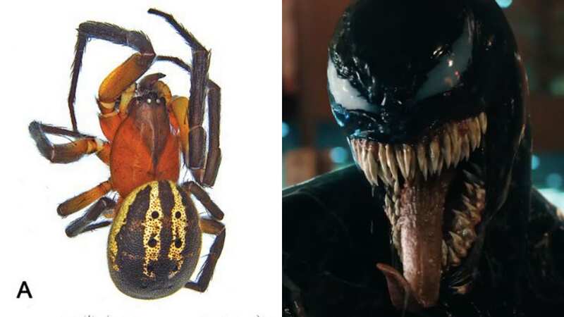 Scientists have named a new spider after one of Marvel