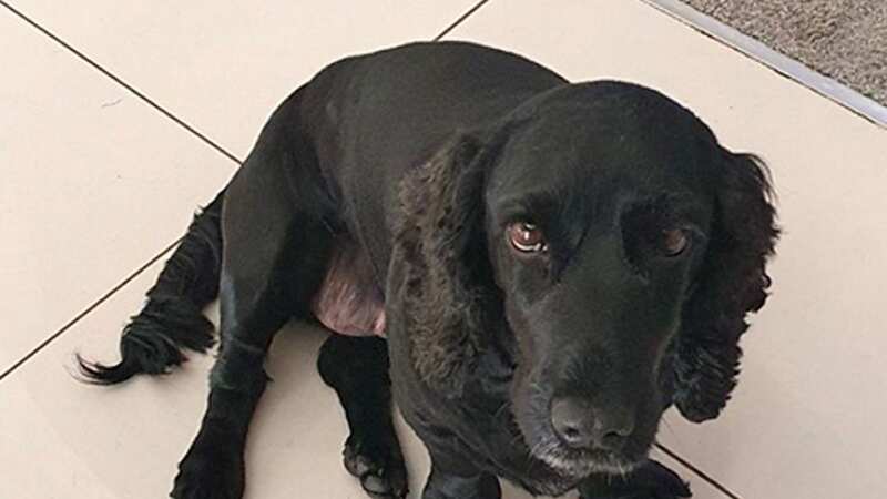 Tia was nearly killed by the XL Bully dog (Image: Solent News & Photo Agency)