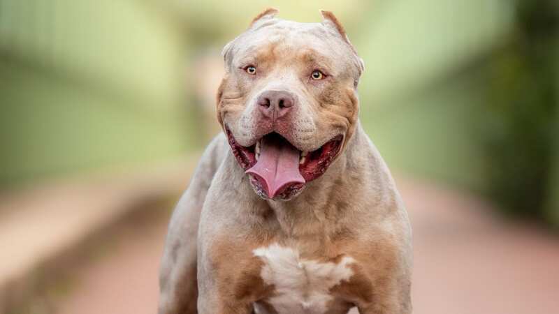 XL Bully dogs to be banned after spate of attacks, Rishi Sunak announces
