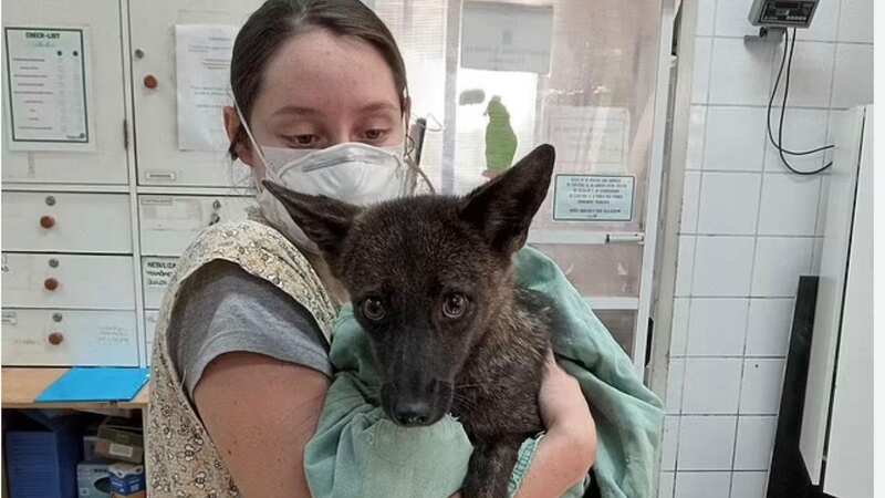 Flavia Ferrari with the animal that has been called a dogxim (Image: Flávia Ferrari)