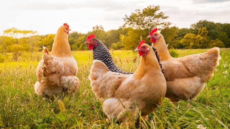 The chickens were always breaking into her garden (Stock Image) (Image: Getty Images/iStockphoto)