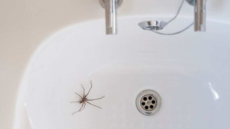 A cleaning expert has shared her best tips (stock image) (Image: Getty Images/iStockphoto)