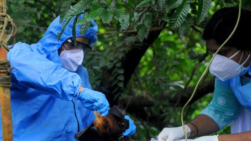 Officials deposit a bat into a plastic bag to test it for the disease (Image: DeFodi Images via Getty Images)