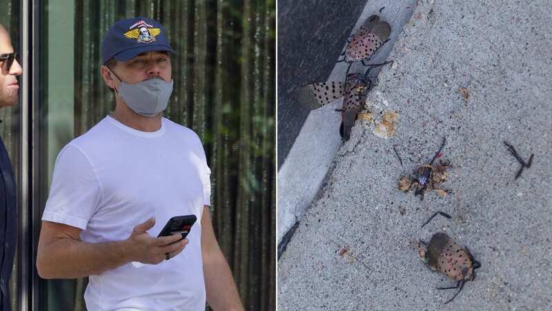 Leo was spotted stomping on the swarming bugs