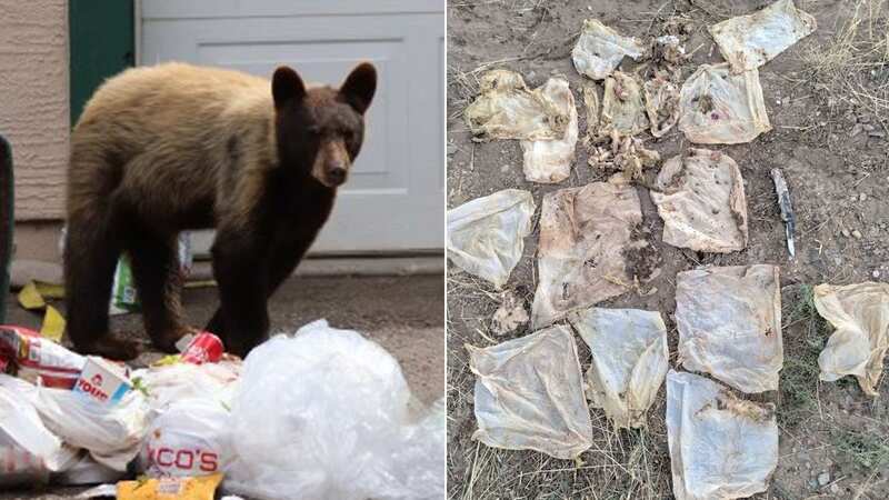 The shocking amount of rubbish was found in the bear (Image: Colorado Parks & Wildlife)