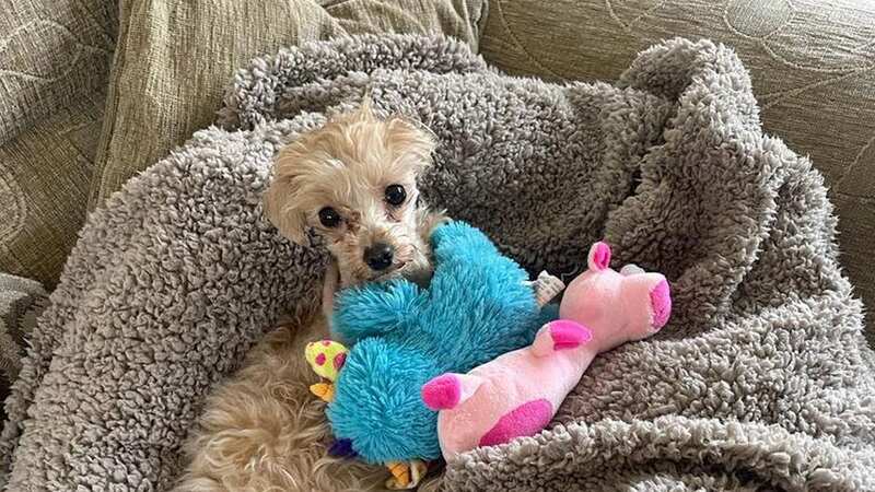 A three-legged pup has found her 