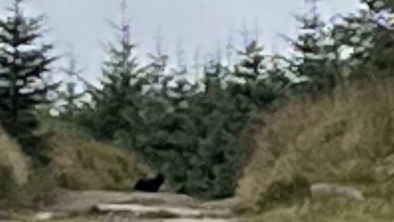 Big cat sightings 