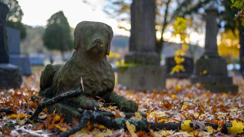 A dog tombstone in a cemetery (stock image) (Image: Getty Images/iStockphoto)