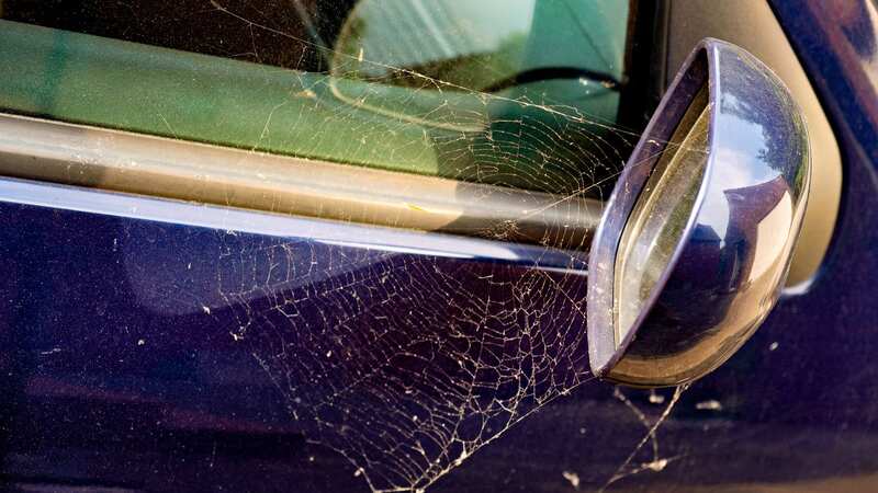 Spiders love making their home in and around your car (Image: Getty Images)